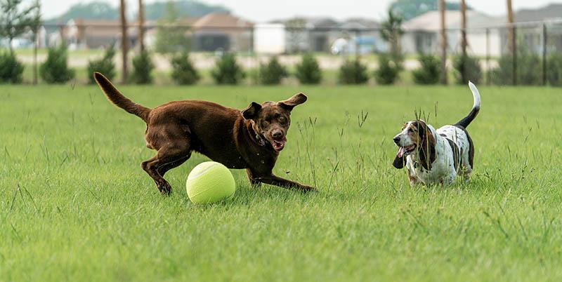 dogs in the park